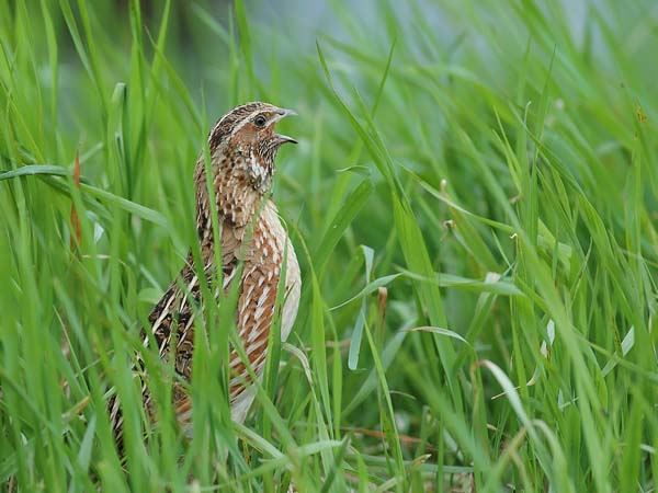 Viiriäinen, Common Quail, Coturnix coturnix